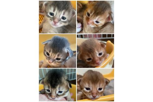 成約済の京都府のソマリ-33481の7枚目